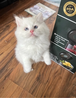 Dosenöffner gesucht: Süße Kitten suchen liebevolles Zuhause