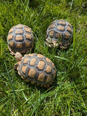 3 Spornschildkröten 