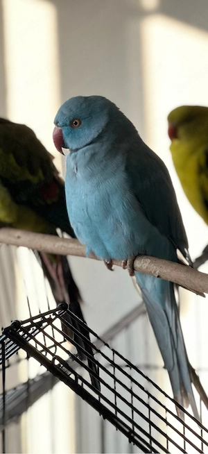 Halsbandsittich teilzahm