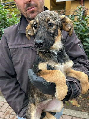 Adele   freundliche Hundedame sucht ihr Für-Immer-Zuhause
