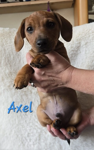 Dackel-Mix-Welpen Bild 3