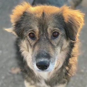 Shiou, geb. ca. 12 2023, lebt in GRIECHENLAND, im städt. Tierheim Serres