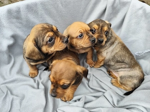 Verkaufe hier süße dackel welpen 