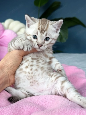 Reinrassige Bengal Spotted Tabby Bengalkitten Bengal Kitten Katze