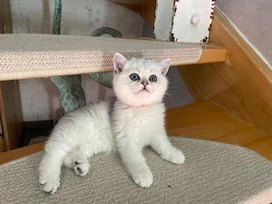  BKH Kitten mit Stammbaum!