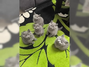 5 gesunde Kitten aus liebevoller Aufzucht suchen ein neues Zuhause