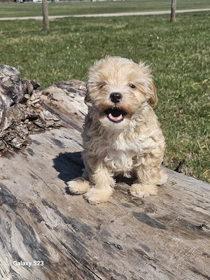 Maltipoo-welpen suchen ihre neue Familien 