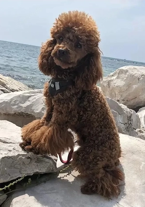 Maltipoo- Hündin  Bild 5