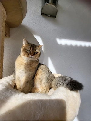 Katze Britisch kurzhaar 2 J. gechipt, kastriert Bild 4