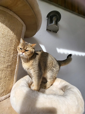 Katze Britisch kurzhaar 2 J. gechipt, kastriert Bild 5