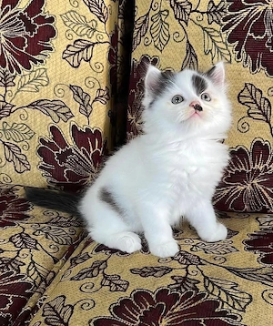Ragdoll-Kitten. Ab Samstag, dem 30. Mai, bereit für ihr neues Zuhause   bereits geimpft und tierärzt Bild 5