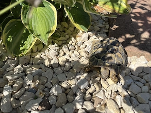 Griechische Landschildkröte 2019