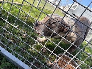 Standard bully reinrassig Weibchen 