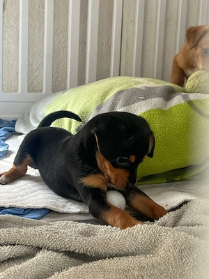 Süße Mäuse suchen Dosenöffner  Bild 2