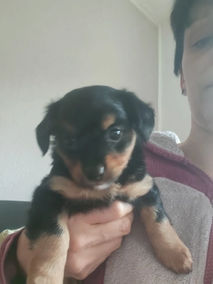 Süße Mäuse suchen Dosenöffner  Bild 3