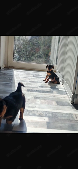 Süße Mäuse suchen Dosenöffner  Bild 5