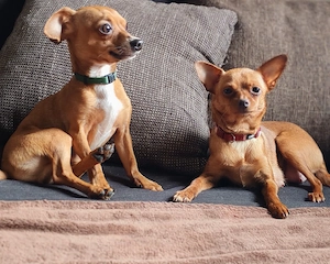 Süße Mäuse suchen Dosenöffner  Bild 4