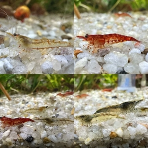 Neocaridina Garnelen aus garantiert BD-freiem Bestand