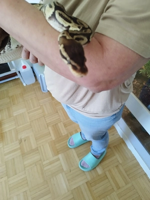 Regius 0.1 Pastel het Caramel albino 2018 Bild 4