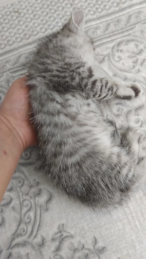 Liebe Kater siam mix bhk Bild 2