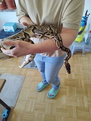 Regius 0.1 Pastel het Caramel albino 2018 Bild 3