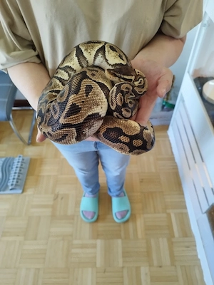 Regius 0.1 Pastel het Caramel albino 2018 Bild 5