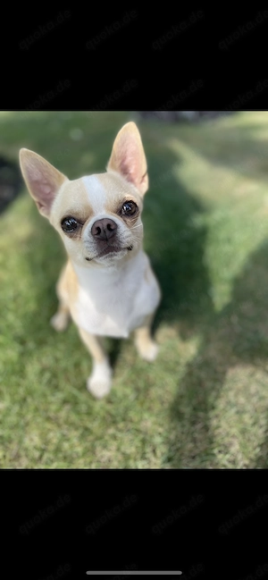 Chihuahua Rüde sucht ein liebevolles Zuhause 