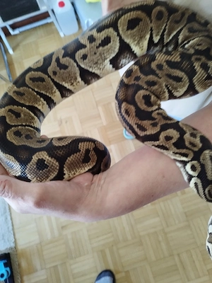 Regius 0.1 Pastel het Caramel albino 2018 Bild 9