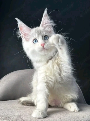    Maine Coon Kitten   10 Wochen alt   