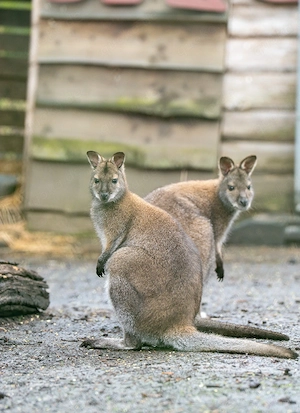 Walaby Kängurus abzugeben