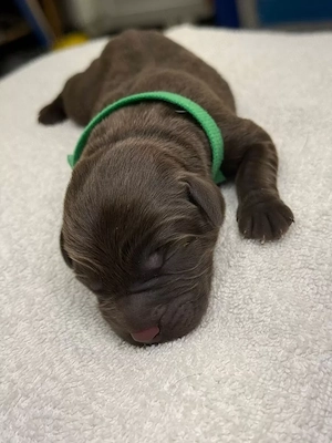 Labrador  welpen suchen zuhause 