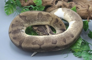 1.0 Enchi Piebald ( Zuchtmännchen ) DNZ 2021