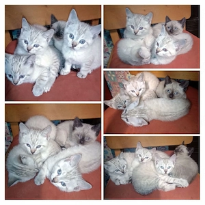 Reizende Thai Kätzchen 