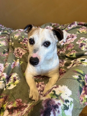 Hund Jack Russell Terrier in gute Hände abzugeben