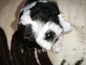 Maltesermix ( Terrier)