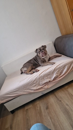 old Englisch bulldogge 