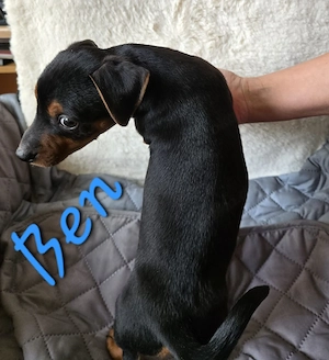 Dackel-Mix-Welpen Bild 6