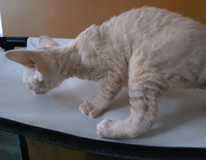 Reinrassige Devon Rex Kitten