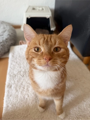 !dringend! Zuhause gesucht 