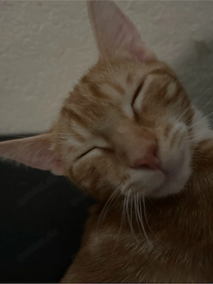 !dringend! Zuhause gesucht  Bild 3