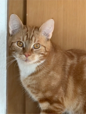 !dringend! Zuhause gesucht  Bild 2