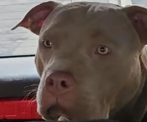 American bully Hündin 