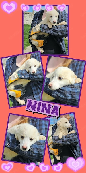 bezauberndes, wunderschönes Welpenmädchen "Nina" sucht ein liebevolles Zuhause