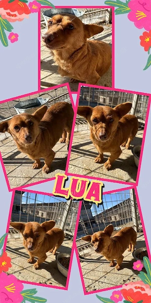 süße, kleine, wunderschöne Hündin "Lua" sucht dringend ein schönes Zuhause 