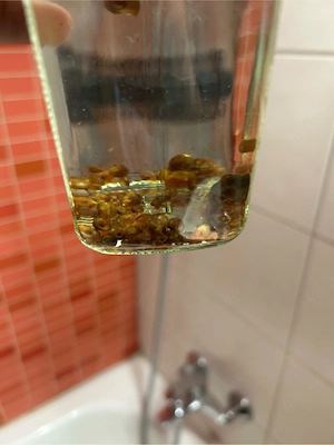 Posthornschnecken fürs Aquarium