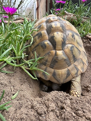 Zuckersüße Griechische Landschildkröten-Babys