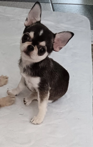 Chihuahua Welpe Hündin Mini mit Papiere Husky Farbe