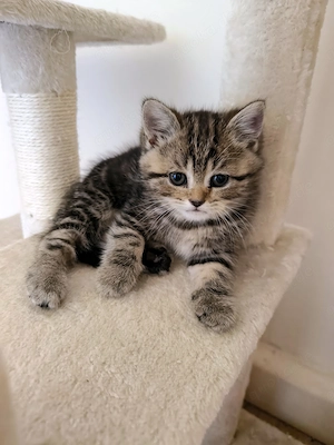 Britisch Kurzhaar Kitten 