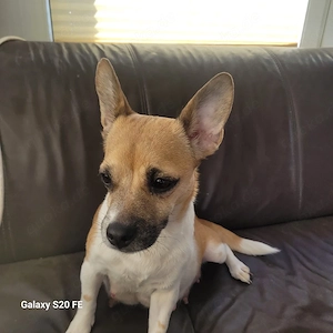    [Wurfankündigung] WIR SIND DA, kleine Herzensbrecher auf vier Pfoten 