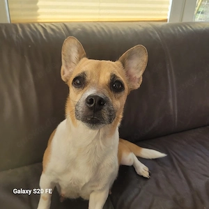    Wurfankündigung   kleine Herzensbrecher auf vier Pfoten   